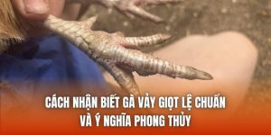 Cách Nhận Biết Gà Vảy Giọt Lệ Chuẩn Và Ý Nghĩa Phong Thủy