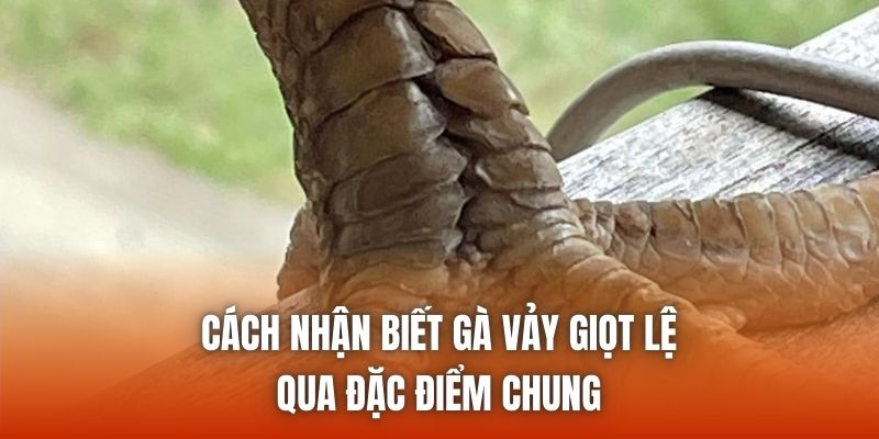 Cách nhận biết gà vảy giọt lệ qua đặc điểm chung