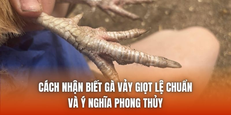 Cách Nhận Biết Gà Vảy Giọt Lệ Chuẩn Và Ý Nghĩa Phong Thủy