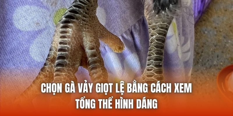 Chọn gà vảy giọt lệ bằng cách xem tổng thể hình dáng