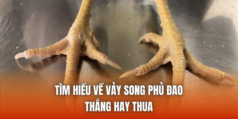 Tìm hiểu về vảy song phủ đao thắng hay thua